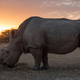 Sudan, the last male northern white rhino